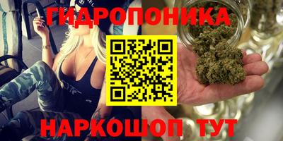 бошки Кингисепп
